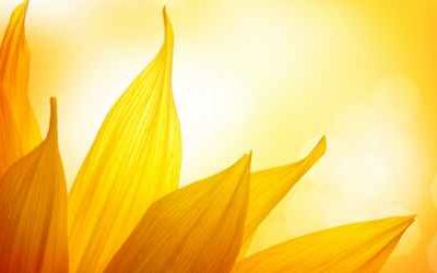 A young gardener’s journey